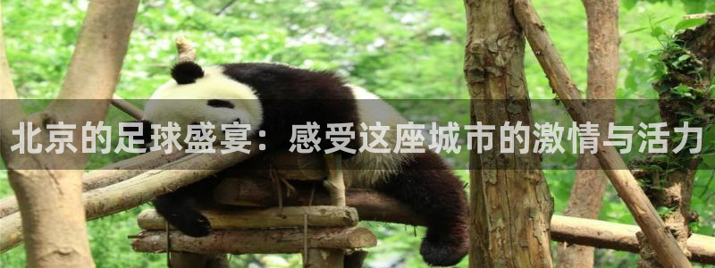 北京的足球盛宴：感受这座城市的激情与